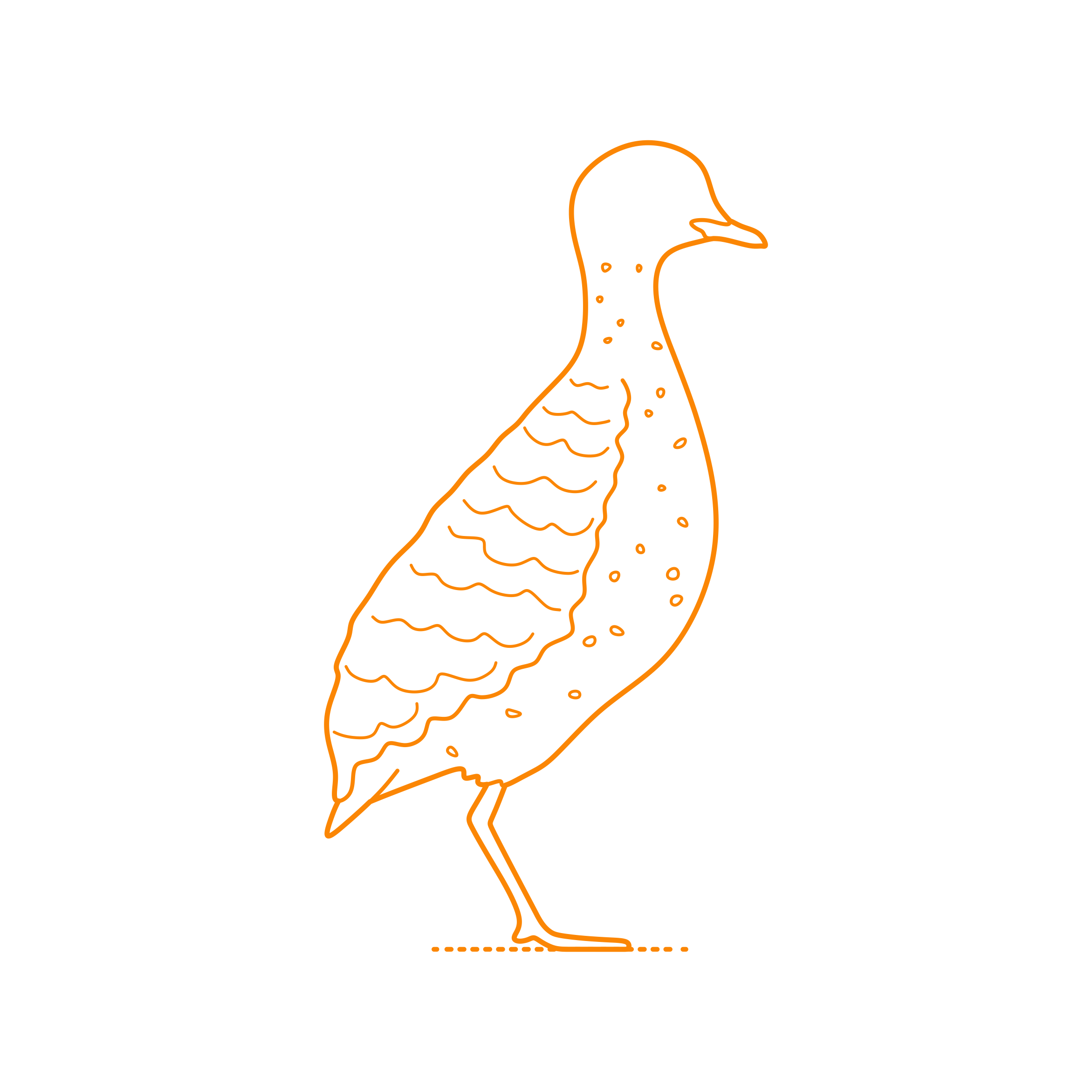 Animals Shorebirds Plains Wanderer Outline Drawing Svg Vector Free Vectors
